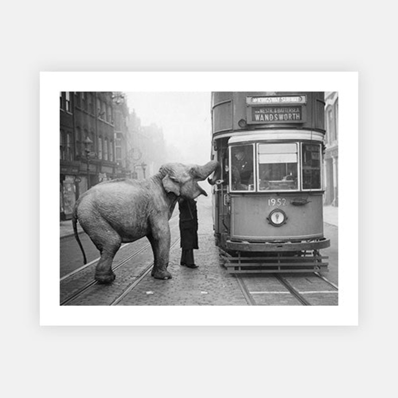 Hungry Elephant|C – 320 x 490|D – 390 x 590|E – 490 x 730|F – 640 x 965|Photographic Paper|None|White|Black|Scandi
