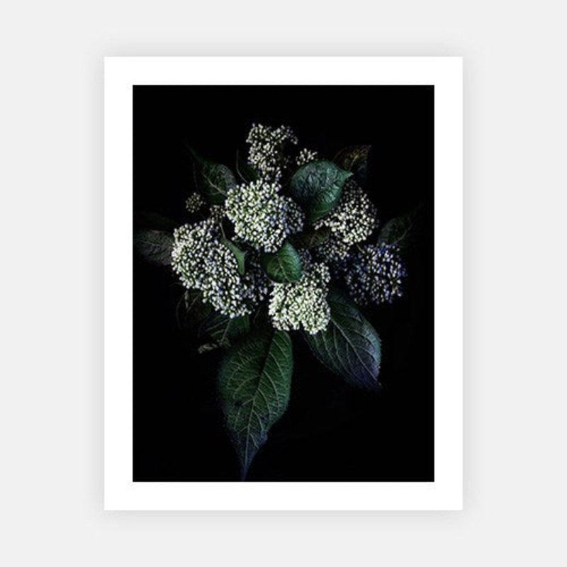 Hydrangea cluster|E – 500 x 760|F – 660 x 1000|G – 850 x 1300|H – 1300 x 1900|Canvas|Photographic Paper|Rag Paper|None|Black|White|Scandi
