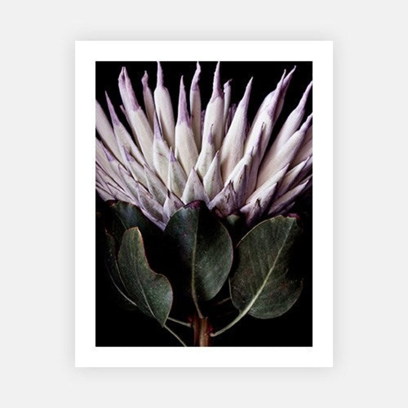 King protea detail|E – 500 x 760|F – 660 x 1000|G – 850 x 1300|H – 1300 x 1900|Canvas|Photographic Paper|Rag Paper|None|Black|White|Scandi