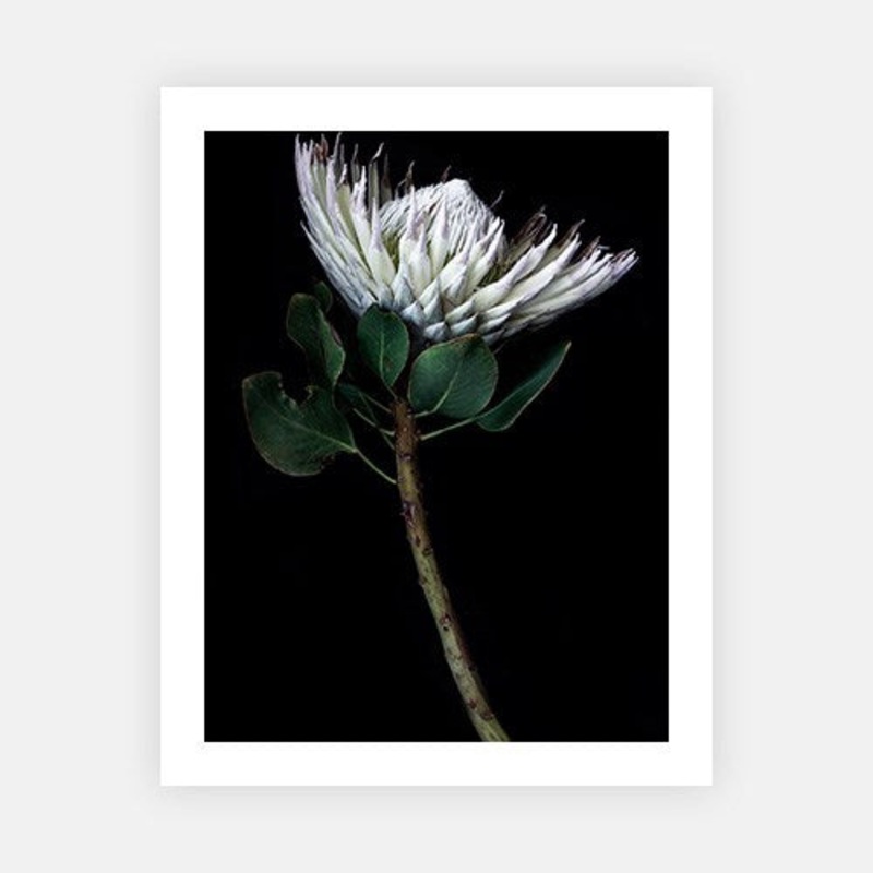 King protea portrait|E – 500 x 760|F – 660 x 1000|G – 850 x 1300|H – 1300 x 1900|Canvas|Photographic Paper|Rag Paper|None|Black|White|Scandi