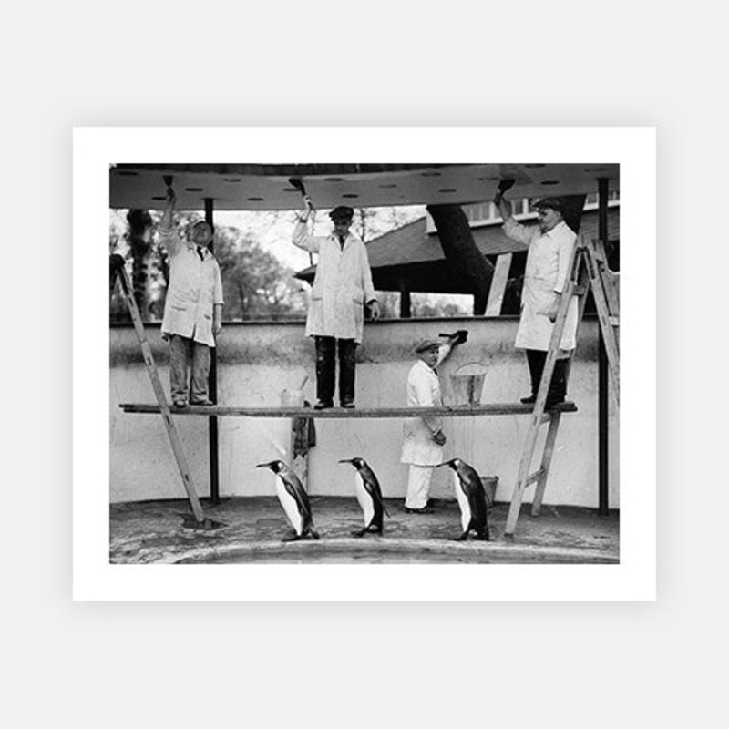 Penguins Decoration|B – 195 x 290|C – 320 x 490|Photographic Paper|None|White|Black|Scandi