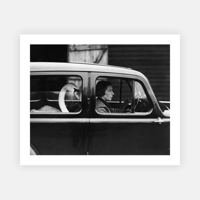 Swan In A Car|C – 320 x 490|D – 390 x 590|E – 490 x 730|F – 640 x 965|Photographic Paper|None|White|Black|Scandi
