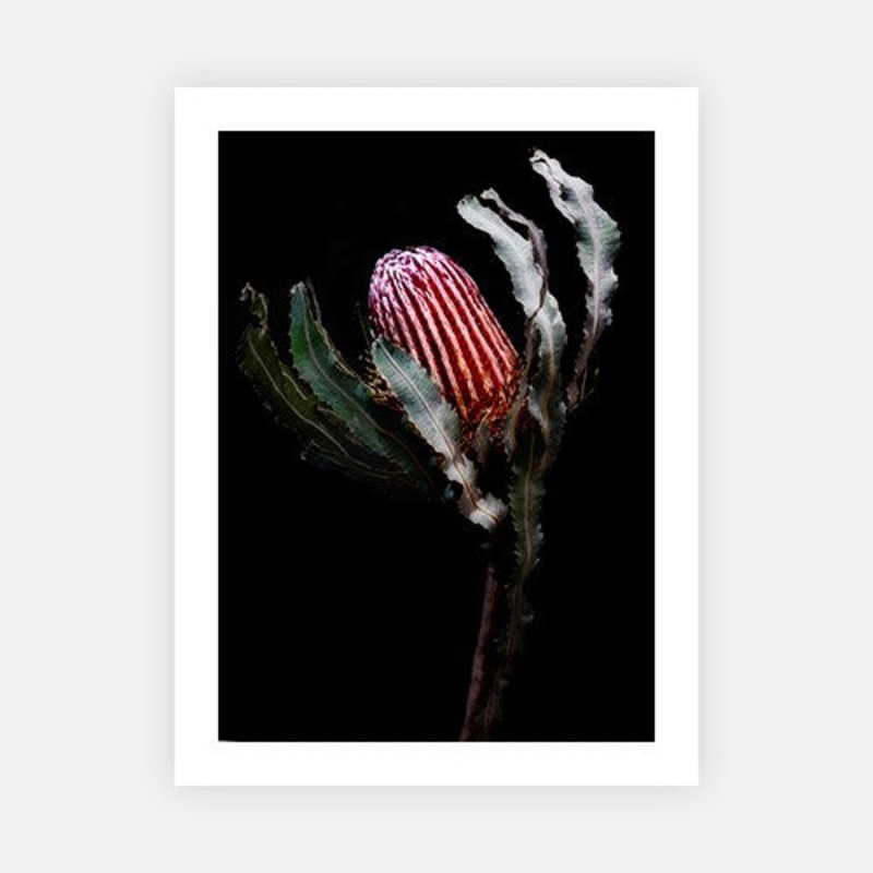 Banksia with pink and orange|E – 500 x 760|F – 660 x 1000|G – 850 x 1300|Canvas|Photographic Paper|Rag Paper|None|Black|White|Scandi