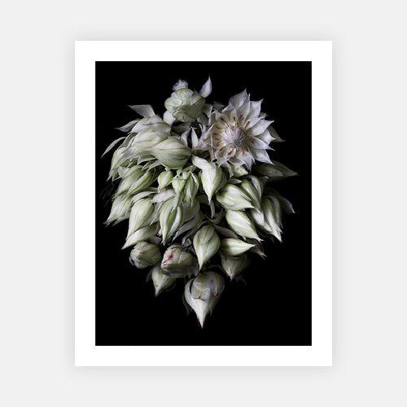 Blushing Bride Cluster|E – 500 x 760|F – 660 x 1000|G – 850 x 1300|H – 1300 x 1900|Canvas|Photographic Paper|Rag Paper|None|Black|White|Scandi