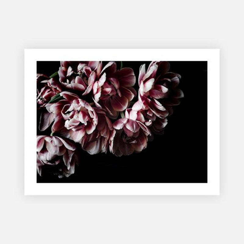 Candy Tulips|E – 500 x 760|F – 660 x 1000|G – 850 x 1300|Canvas|Photographic Paper|Rag Paper|None|Black|White|Scandi