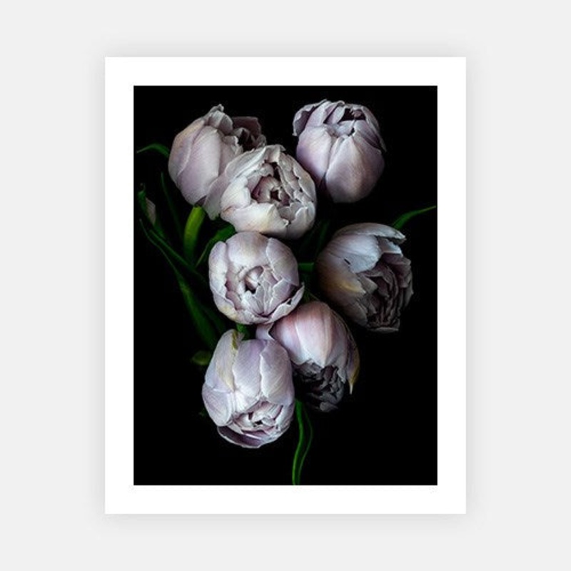 Gathered Tulips|E – 500 x 760|F – 660 x 1000|G – 850 x 1300|H – 1300 x 1900|Canvas|Photographic Paper|Rag Paper|None|Black|White|Scandi