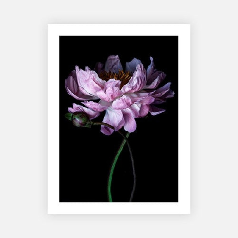 Jane Peony Dark|E – 500 x 760|F – 660 x 1000|G – 850 x 1300|H – 1300 x 1900|Canvas|Photographic Paper|Rag Paper|None|Black|White|Scandi