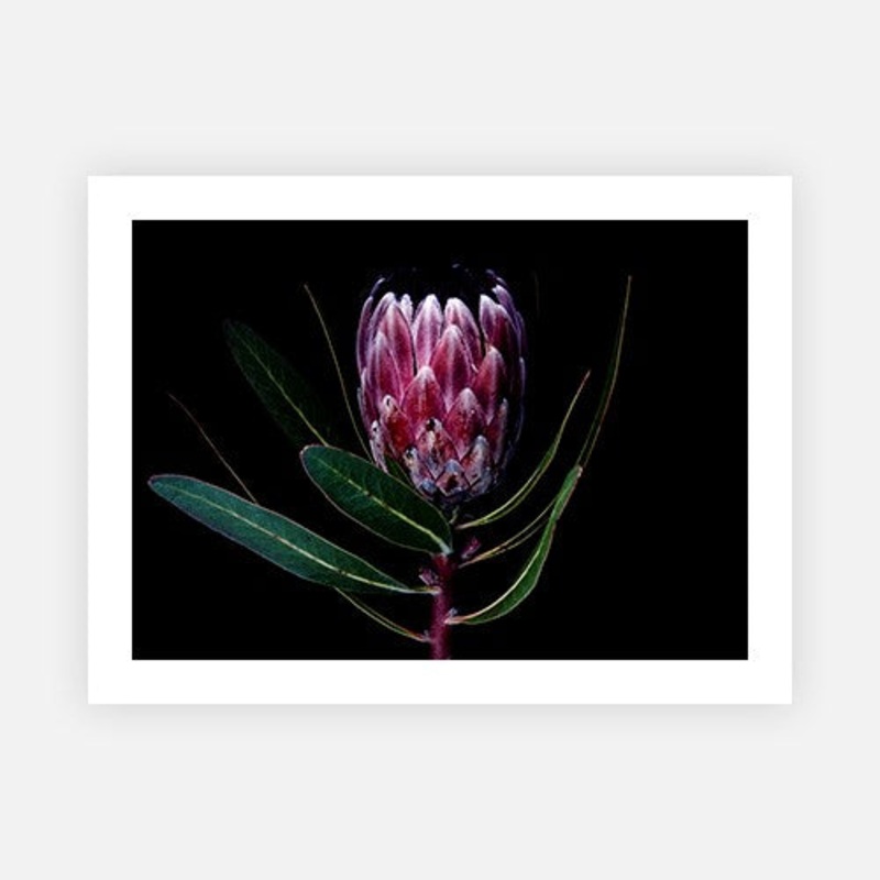 Pink ice protea portrait|E – 500 x 760|F – 660 x 1000|G – 850 x 1300|Canvas|Photographic Paper|Rag Paper|None|Black|White|Scandi