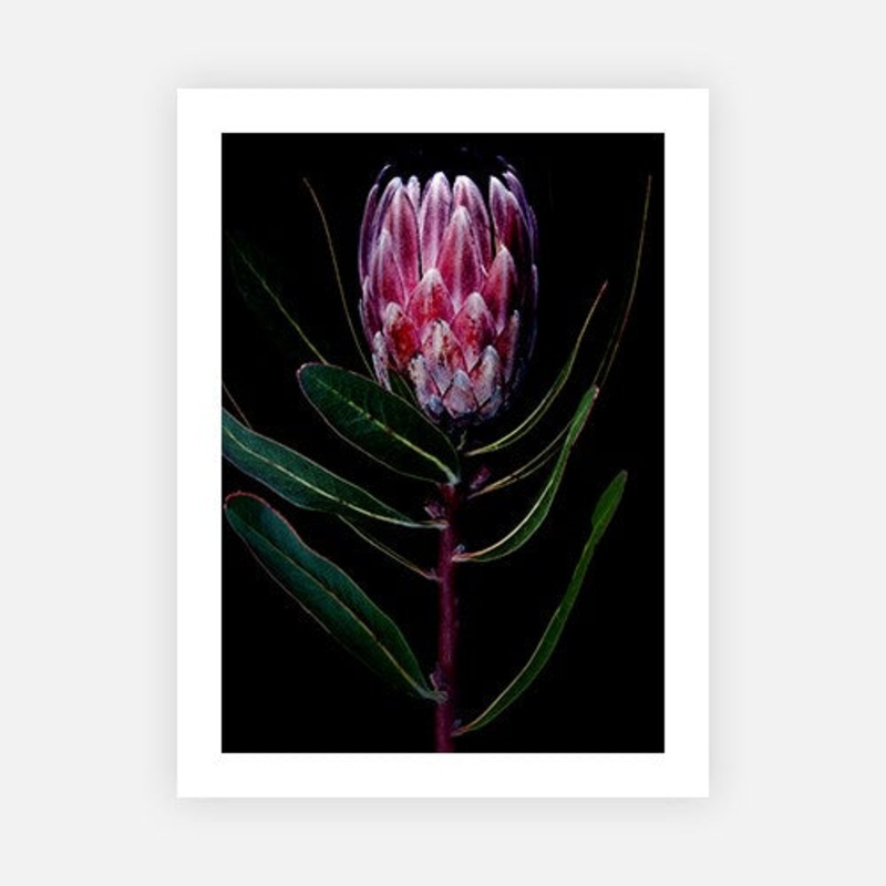 Pink ice protea portrait tall|E – 500 x 760|F – 660 x 1000|G – 850 x 1300|Canvas|Photographic Paper|Rag Paper|None|Black|White|Scandi