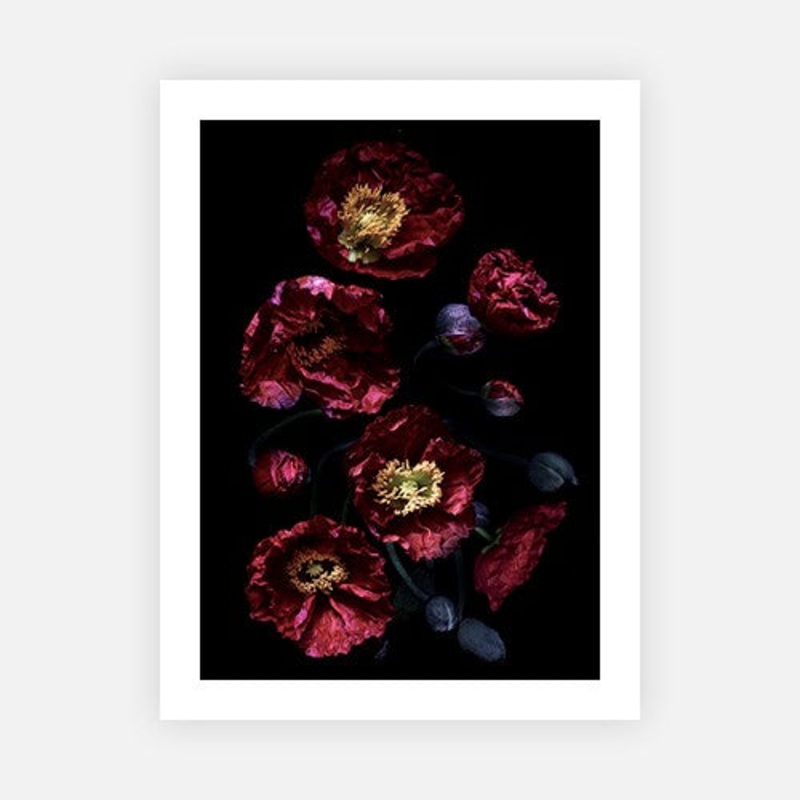 Red Poppies on Black|E – 500 x 760|F – 660 x 1000|G – 850 x 1300|Canvas|Photographic Paper|Rag Paper|None|Black|White|Scandi
