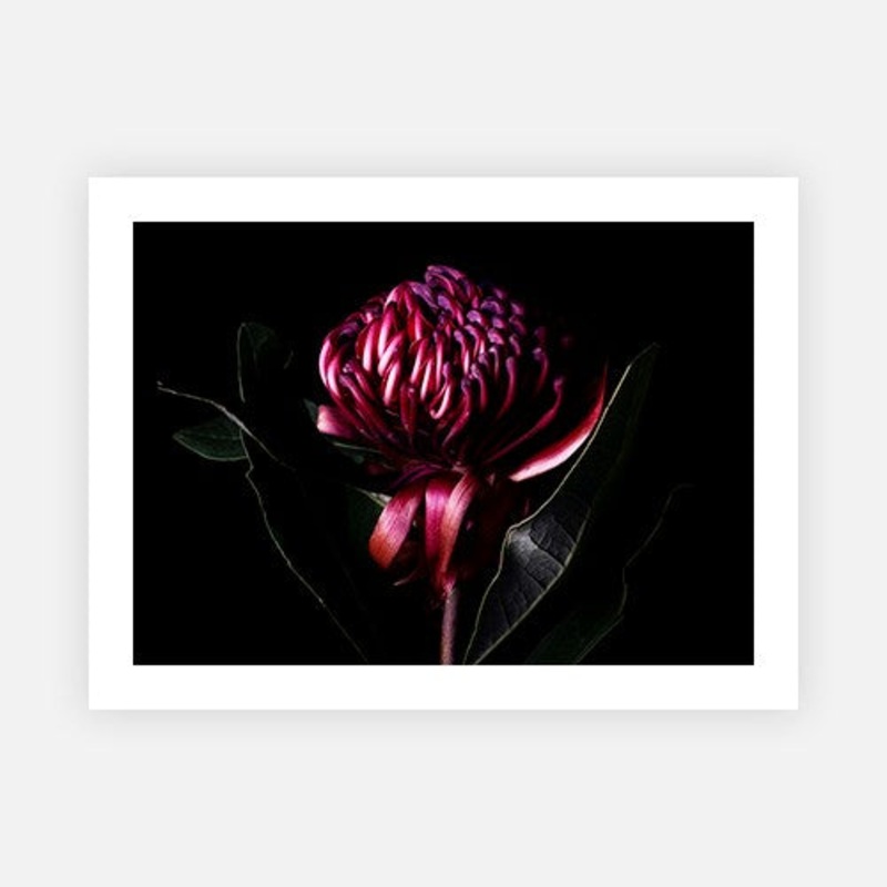 Red waratah portrait|E – 500 x 760|F – 660 x 1000|G – 850 x 1300|Canvas|Photographic Paper|Rag Paper|None|Black|White|Scandi