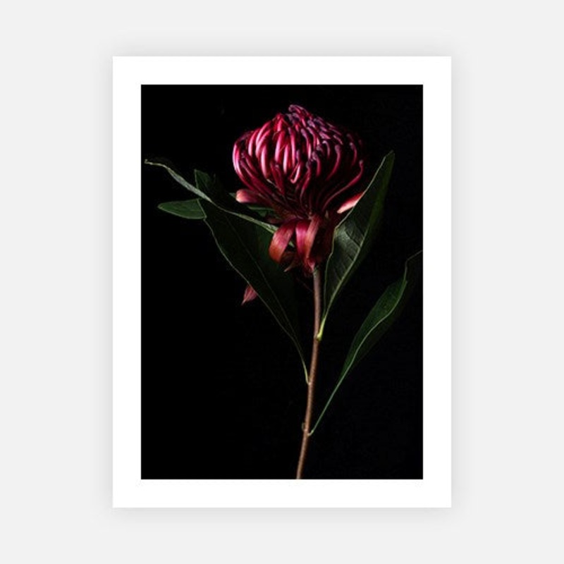 Red waratah portrait tall|E – 500 x 760|F – 660 x 1000|G – 850 x 1300|Canvas|Photographic Paper|Rag Paper|None|Black|White|Scandi