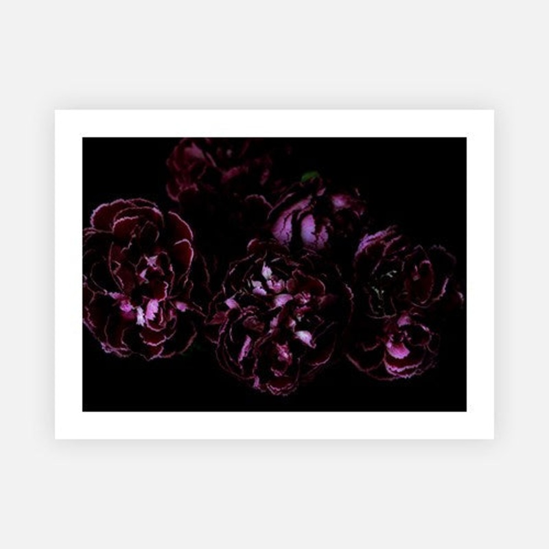 Red wine carnation cluster|E – 500 x 760|F – 660 x 1000|G – 850 x 1300|Canvas|Photographic Paper|Rag Paper|None|Black|White|Scandi