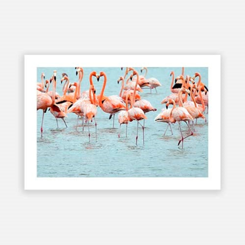 Flamingos Wading in Water|C – 400 x 500|D – 500 x 600|E – 600 x 760|F – 760 x 1000|G – 1000 x 1300|Matt Photographic Paper|Canvas|None|White|Black|Scandi