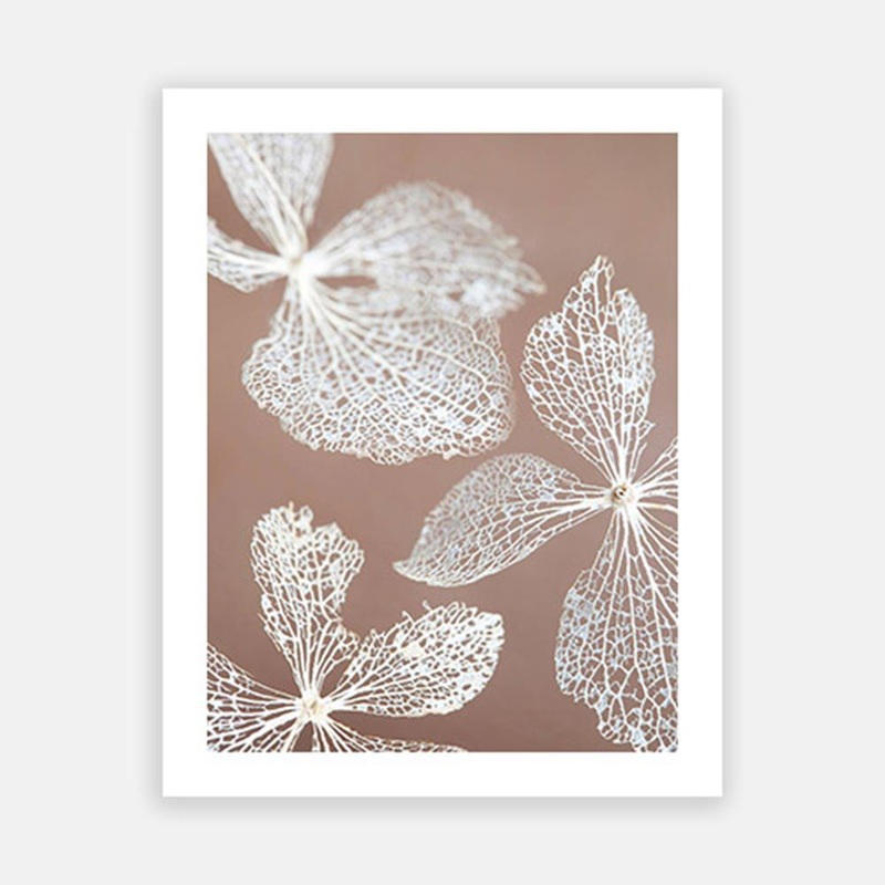 Hydrangea Skeleton 1|C – 400 x 500|D – 500 x 600|E – 600 x 760|F – 760 x 1000|G – 1000 x 1300|Matt Photographic Paper|Canvas|None|Black|White|Scandi