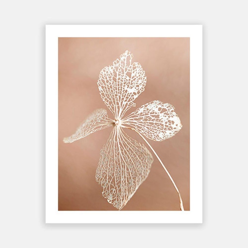 Hydrangea Skeleton 2|C – 400 x 500|D – 500 x 600|E – 600 x 760|F – 760 x 1000|G – 1000 x 1300|Matt Photographic Paper|Canvas|None|Black|White|Scandi