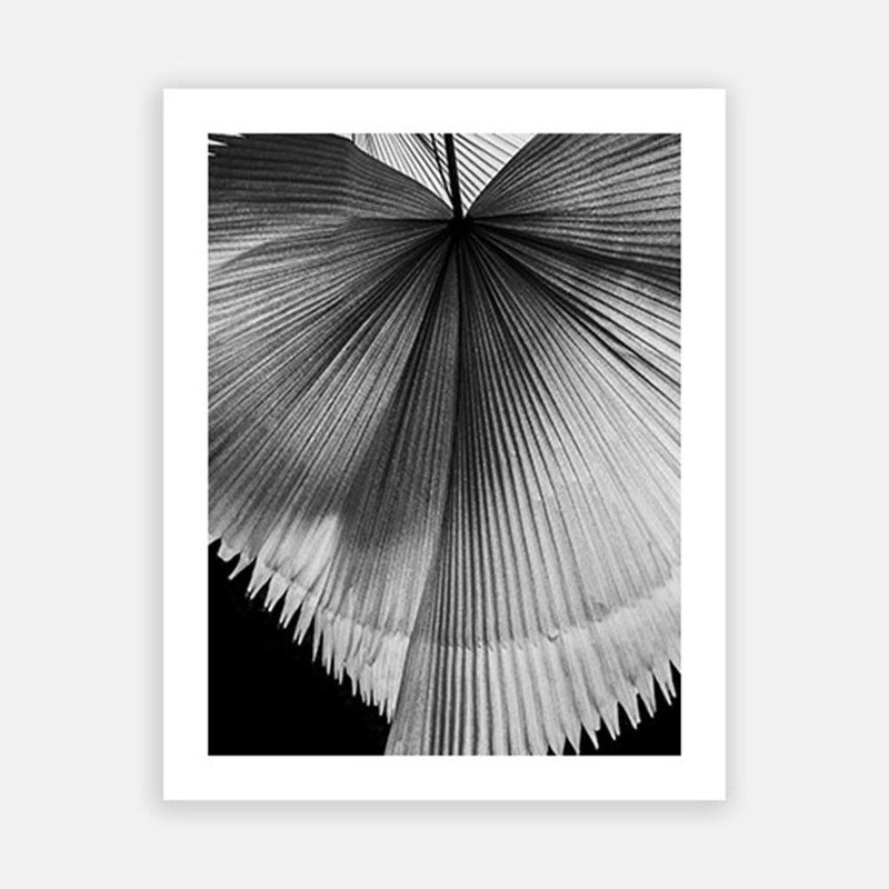 Sunlit Palm Leaf|C – 400 x 500|D – 500 x 600|E – 600 x 760|F – 760 x 1000|G – 1000 x 1300|H – 1400 x 1900|Matt Photographic Paper|Canvas|None|Black|White|Scandi