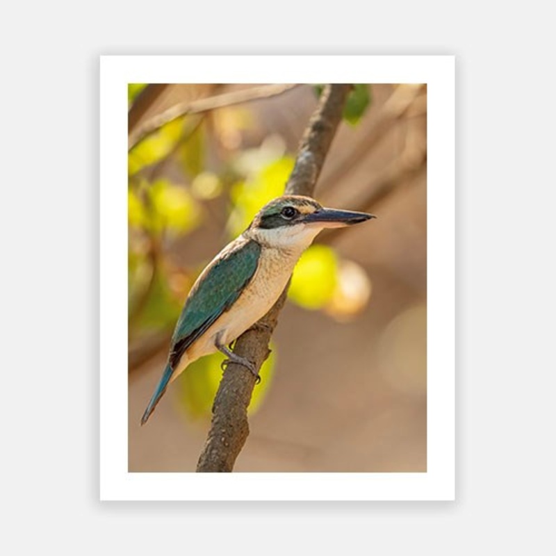 Collared Kingfisher|C – 400 x 500|D – 500 x 600|E – 600 x 760|F – 760 x 1000|G – 1000 x 1300|Matt Photographic Paper|Canvas|None|White|Black|Scandi
