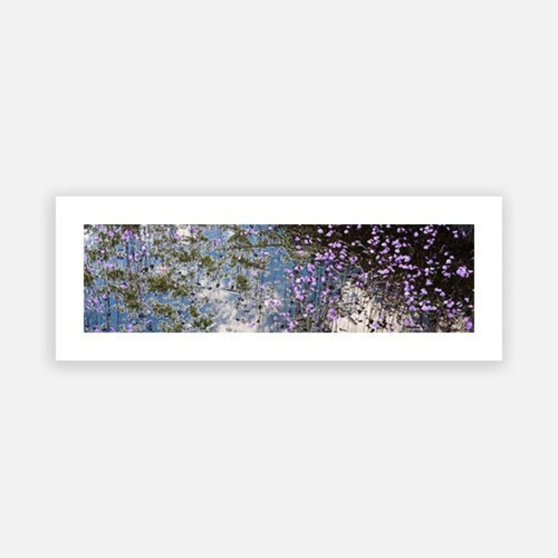Cradle Mountain Flowers|F – 280 x 1000|G – 360 x 1300|Matt Photographic Paper|Canvas|None|White|Black|Scandi