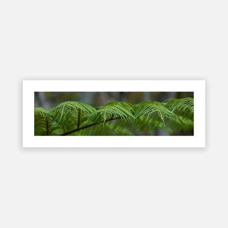Tree Fern Uki|F – 280 x 1000|G – 360 x 1300|Matt Photographic Paper|Canvas|None|White|Black|Scandi