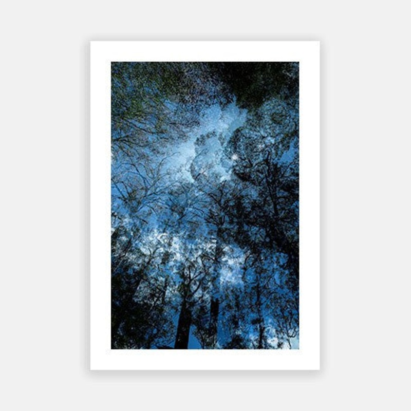 Turtons Track Otways 2|E – 500 x 760|F – 660 x 1000|G – 850 x 1300|Photographic Paper|Rag Paper|Canvas|None|White|Black|Scandi