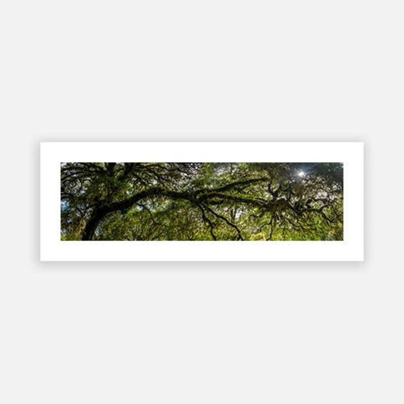 Turtons Track Otways 3|F – 280 x 1000|G – 360 x 1300|Matt Photographic Paper|Canvas|None|White|Black|Scandi