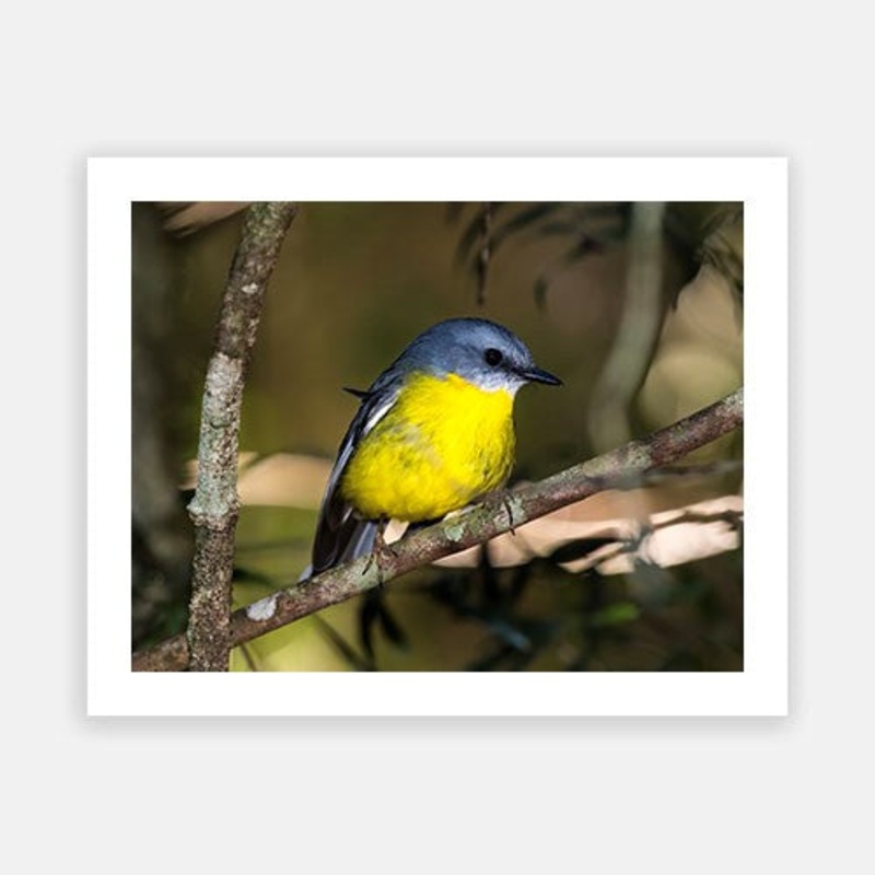 Yellow Robin|C – 400 x 500|D – 500 x 600|E – 600 x 760|F – 760 x 1000|G – 1000 x 1300|Matt Photographic Paper|Canvas|None|White|Black|Scandi