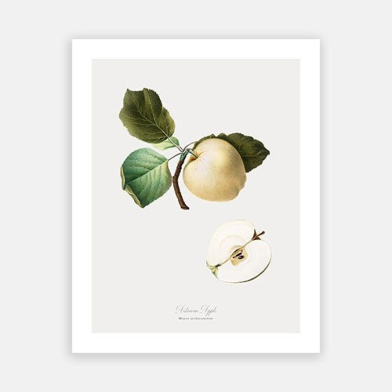 Vintage Botanical – Apple|C – 400 x 500|D – 500 x 600|E – 600 x 760|F – 760 x 1000|G – 1000 x 1300|Matt Photographic Paper|Canvas|None|White|Black|Scandi