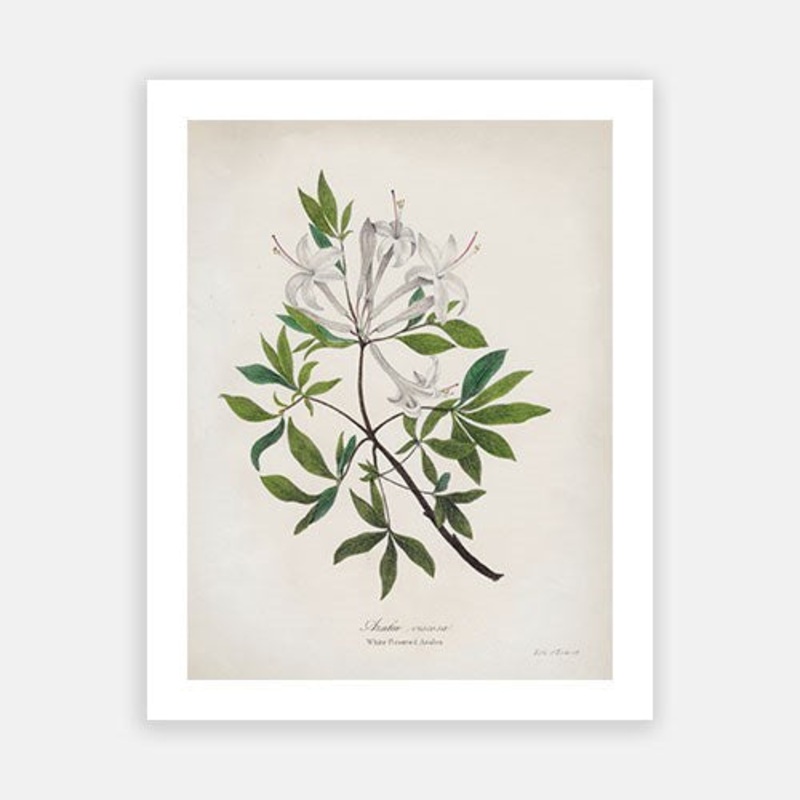 Vintage Botanical – Azalea|C – 400 x 500|D – 500 x 600|E – 600 x 760|F – 760 x 1000|G – 1000 x 1300|Matt Photographic Paper|Canvas|None|White|Black|Scandi