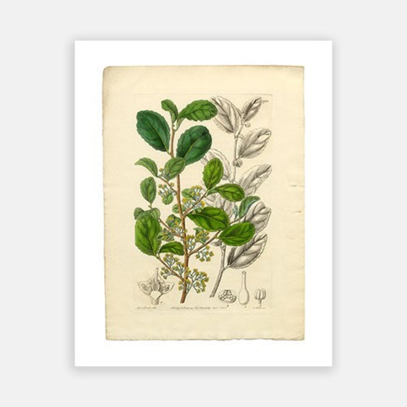 Vintage Botanical – Azara|C – 400 x 500|D – 500 x 600|E – 600 x 760|F – 760 x 1000|G – 1000 x 1300|Matt Photographic Paper|Canvas|None|White|Black|Scandi