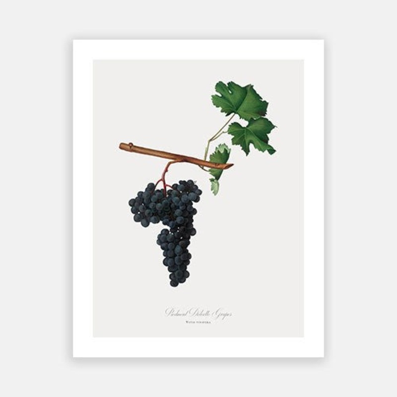 Vintage Botanical – Black Grapes