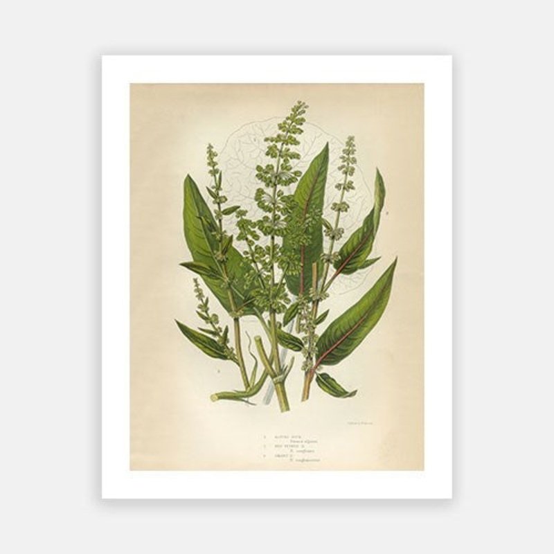 Vintage Botanical – Buckwheat|C – 400 x 500|D – 500 x 600|E – 600 x 760|F – 760 x 1000|G – 1000 x 1300|Matt Photographic Paper|Canvas|None|White|Black|Scandi
