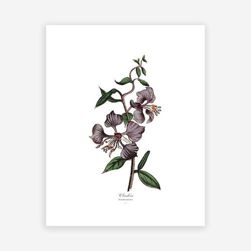 Vintage Botanical – Clarkia|C – 400 x 500|D – 500 x 600|E – 600 x 760|F – 760 x 1000|G – 1000 x 1300|Matt Photographic Paper|Canvas|None|White|Black|Scandi
