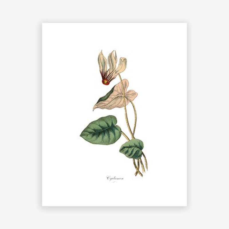 Vintage Botanical – Cyclamen|C – 400 x 500|D – 500 x 600|E – 600 x 760|F – 760 x 1000|G – 1000 x 1300|Matt Photographic Paper|Canvas|None|White|Black|Scandi