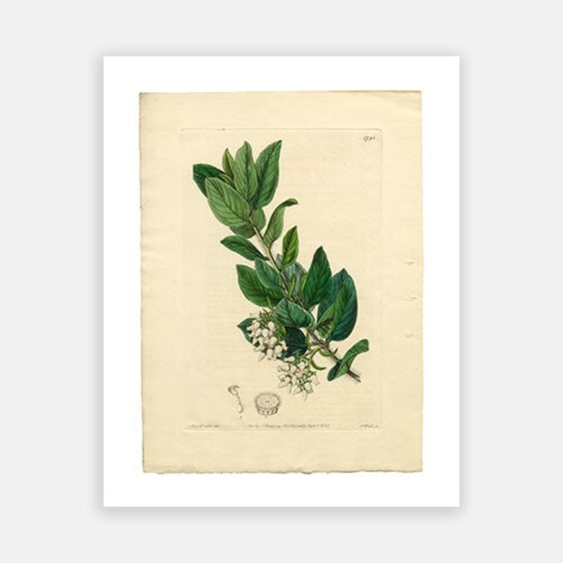 Vintage Botanical – Downy Bearberry