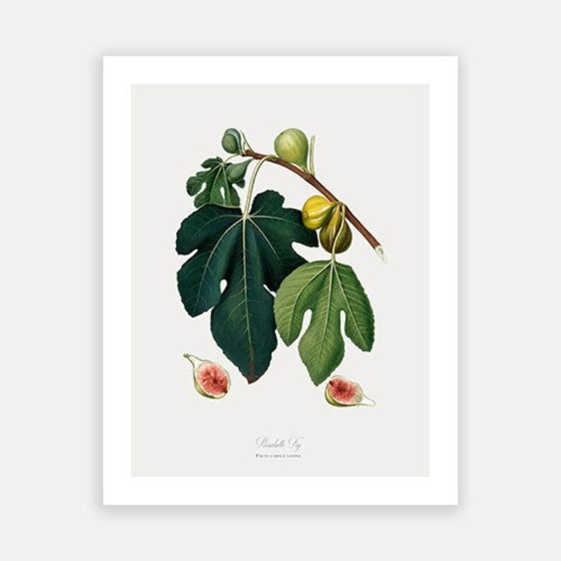 Vintage Botanical – Fig|C – 400 x 500|D – 500 x 600|E – 600 x 760|F – 760 x 1000|G – 1000 x 1300|Matt Photographic Paper|Canvas|None|White|Black|Scandi
