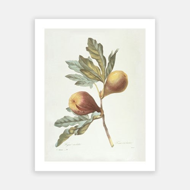 Vintage Botanical – Figs on Branch
