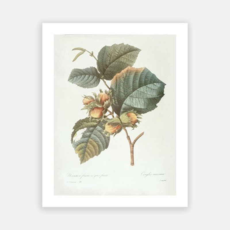 Vintage Botanical – Filbert Nuts