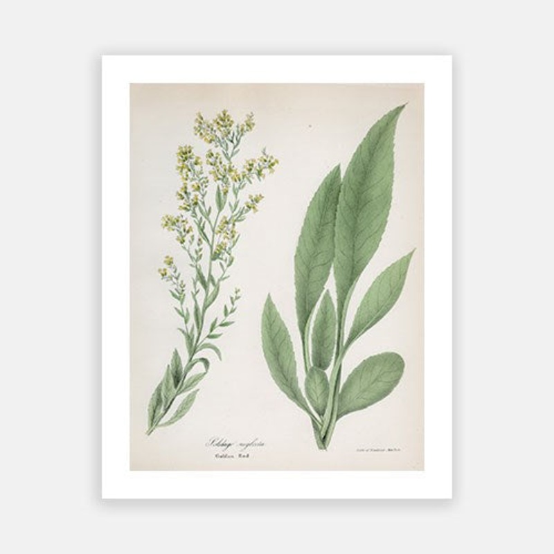 Vintage Botanical – Goldenrod|C – 400 x 500|D – 500 x 600|E – 600 x 760|F – 760 x 1000|G – 1000 x 1300|Matt Photographic Paper|Canvas|None|White|Black|Scandi