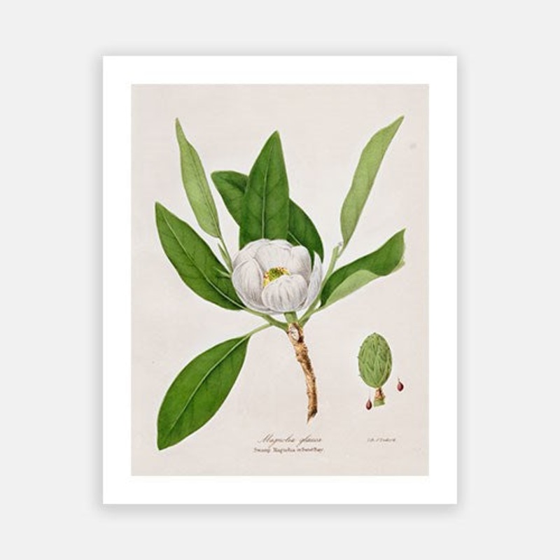 Vintage Botanical – Magnolia|C – 400 x 500|D – 500 x 600|E – 600 x 760|F – 760 x 1000|G – 1000 x 1300|Matt Photographic Paper|Canvas|None|White|Black|Scandi