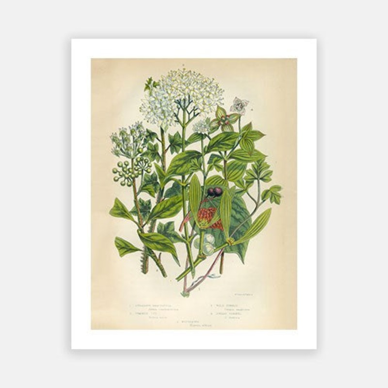 Vintage Botanical – Mistletoe|C – 400 x 500|D – 500 x 600|E – 600 x 760|F – 760 x 1000|G – 1000 x 1300|Matt Photographic Paper|Canvas|None|White|Black|Scandi