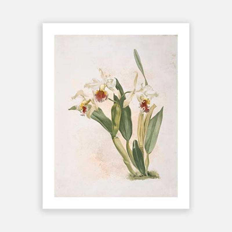 Vintage Botanical – Orchid 01|C – 400 x 500|D – 500 x 600|E – 600 x 760|F – 760 x 1000|G – 1000 x 1300|Matt Photographic Paper|Canvas|None|White|Black|Scandi