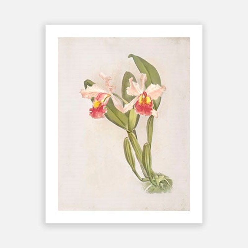 Vintage Botanical – Orchid 02|C – 400 x 500|D – 500 x 600|E – 600 x 760|F – 760 x 1000|G – 1000 x 1300|Matt Photographic Paper|Canvas|None|White|Black|Scandi
