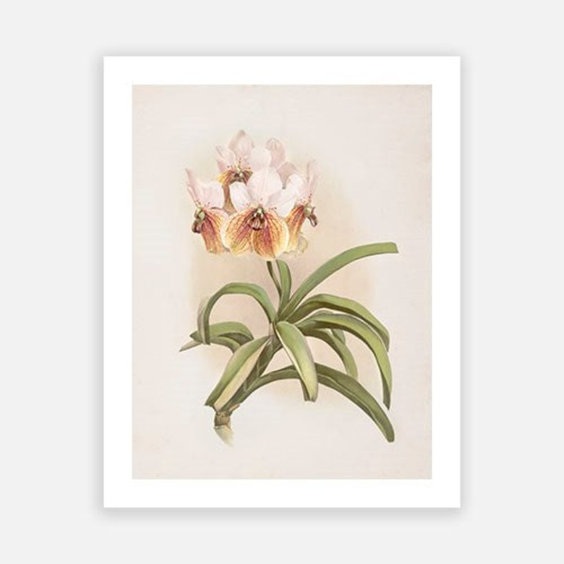 Vintage Botanical – Orchid 03|C – 400 x 500|D – 500 x 600|E – 600 x 760|F – 760 x 1000|G – 1000 x 1300|Matt Photographic Paper|Canvas|None|White|Black|Scandi