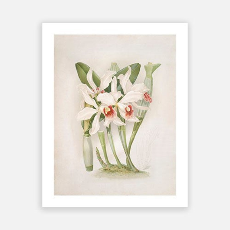 Vintage Botanical – Orchid 04|C – 400 x 500|D – 500 x 600|E – 600 x 760|F – 760 x 1000|G – 1000 x 1300|Matt Photographic Paper|Canvas|None|White|Black|Scandi
