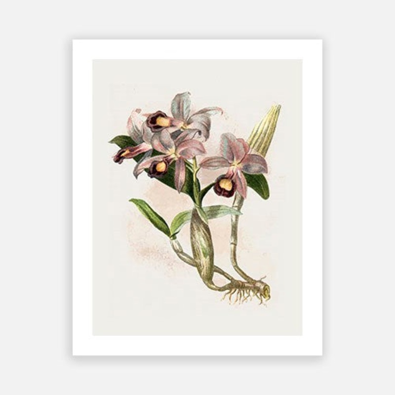 Vintage Botanical – Orchid 05|C – 400 x 500|D – 500 x 600|E – 600 x 760|F – 760 x 1000|G – 1000 x 1300|Matt Photographic Paper|Canvas|None|White|Black|Scandi