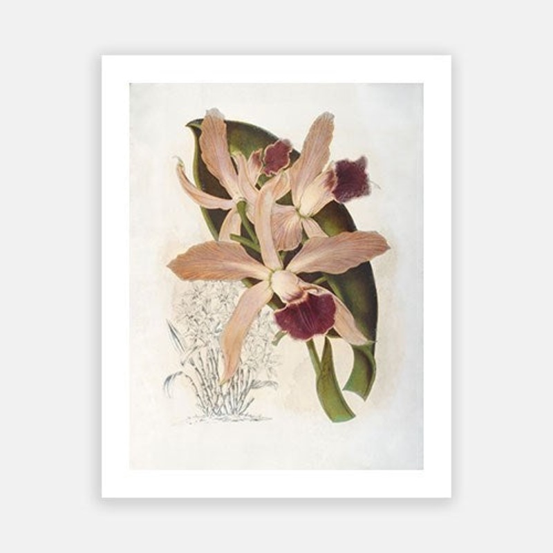 Vintage Botanical – Orchid 06|C – 400 x 500|D – 500 x 600|E – 600 x 760|F – 760 x 1000|G – 1000 x 1300|Matt Photographic Paper|Canvas|None|White|Black|Scandi