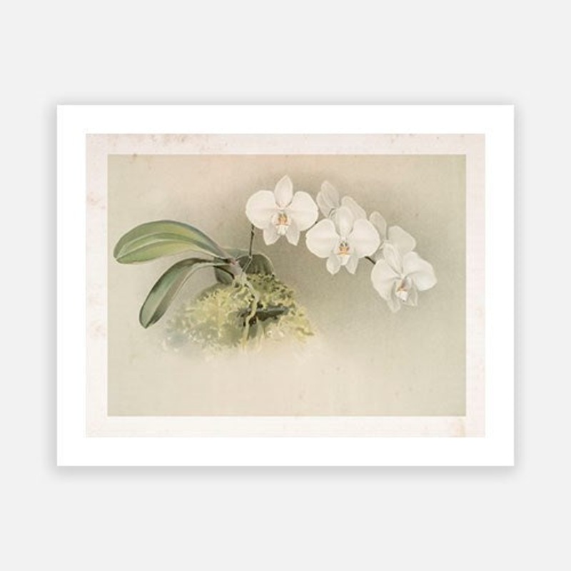 Vintage Botanical – Orchid 07|C – 400 x 500|D – 500 x 600|E – 600 x 760|F – 760 x 1000|G – 1000 x 1300|Matt Photographic Paper|Canvas|None|White|Black|Scandi