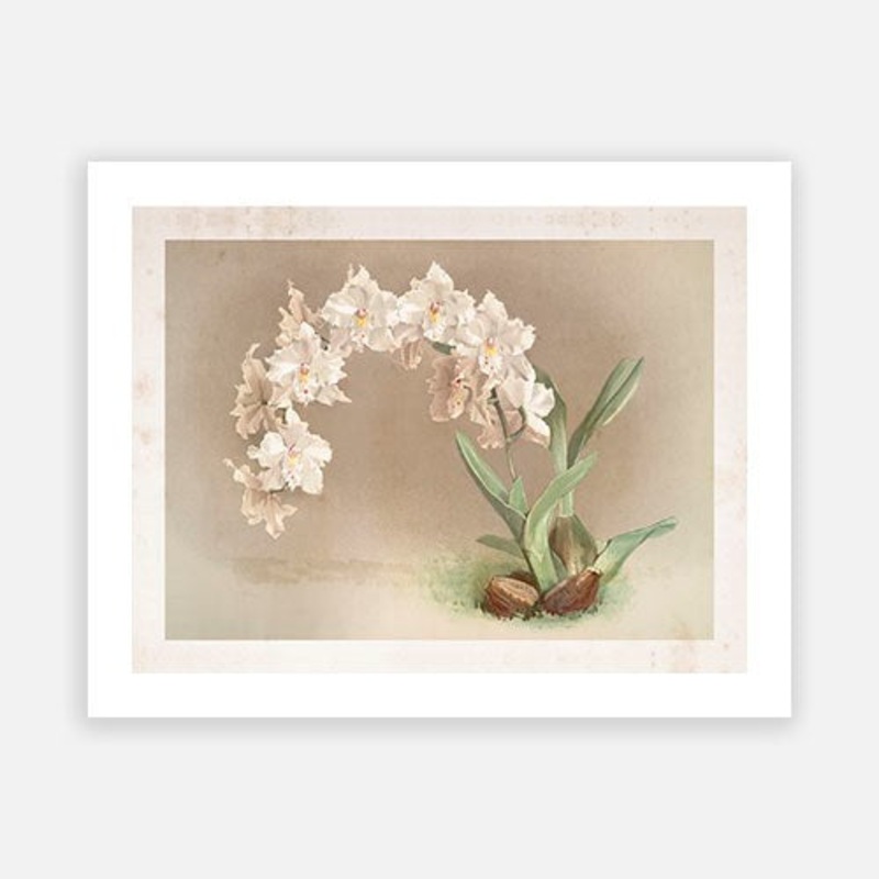 Vintage Botanical – Orchid 08|C – 400 x 500|D – 500 x 600|E – 600 x 760|F – 760 x 1000|G – 1000 x 1300|Matt Photographic Paper|Canvas|None|White|Black|Scandi