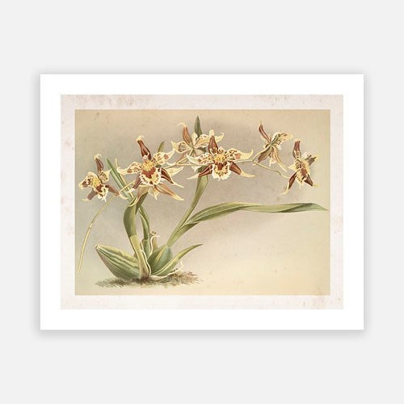 Vintage Botanical – Orchid 09|C – 400 x 500|D – 500 x 600|E – 600 x 760|F – 760 x 1000|G – 1000 x 1300|Matt Photographic Paper|Canvas|None|White|Black|Scandi